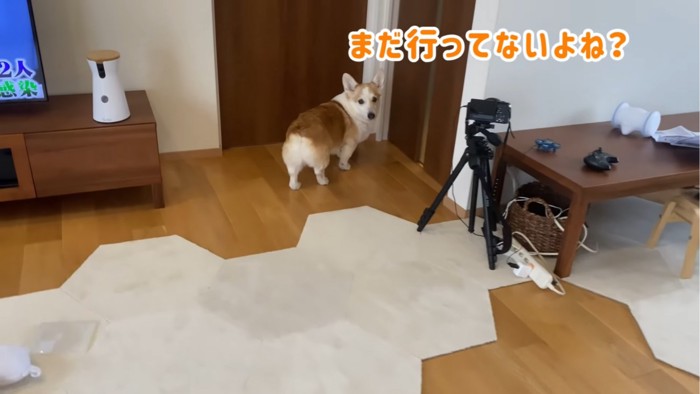 振り向く犬