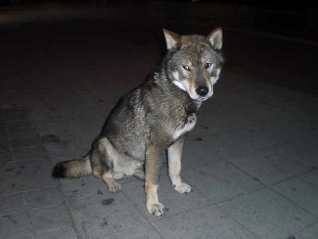 おすわりをしている四国犬