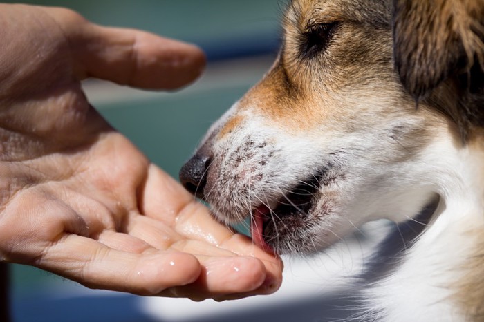 犬が手をなめる