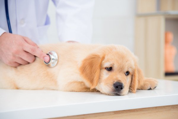 犬がホワイトチョコを食べた時の注意すべき症状