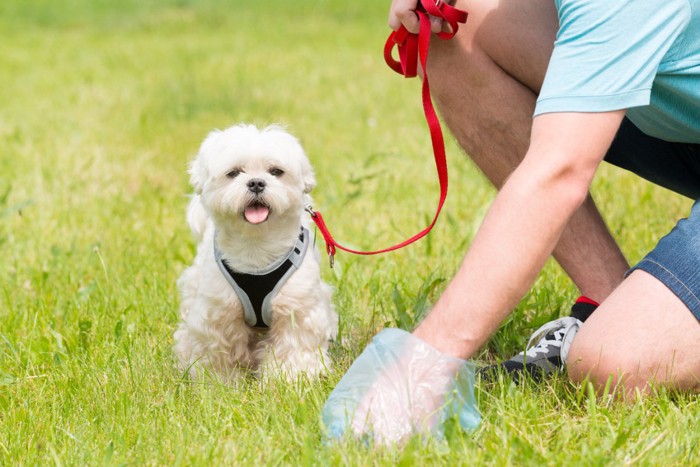 犬のウンチを取る