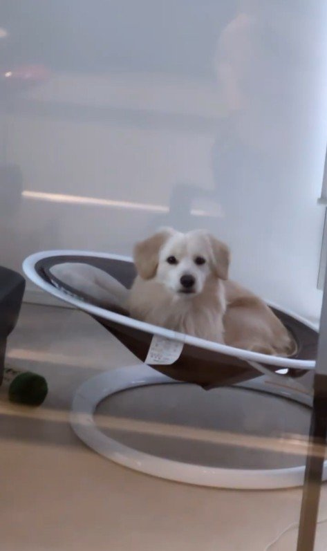 こたつ君と赤ちゃんの日常7