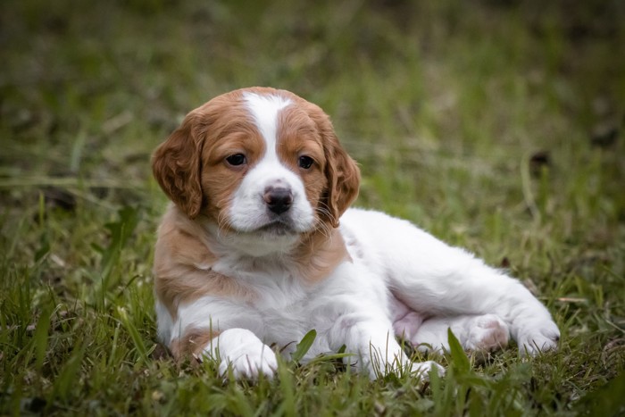 原っぱで伏せているブリタニー・スパニエルの子犬