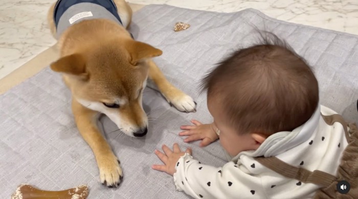 拒否する柴犬