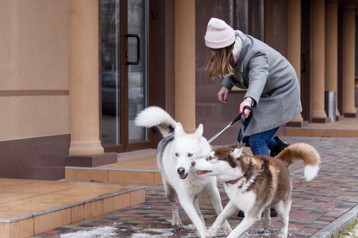 リードをつけた2匹のハスキー犬に引っ張られる女性