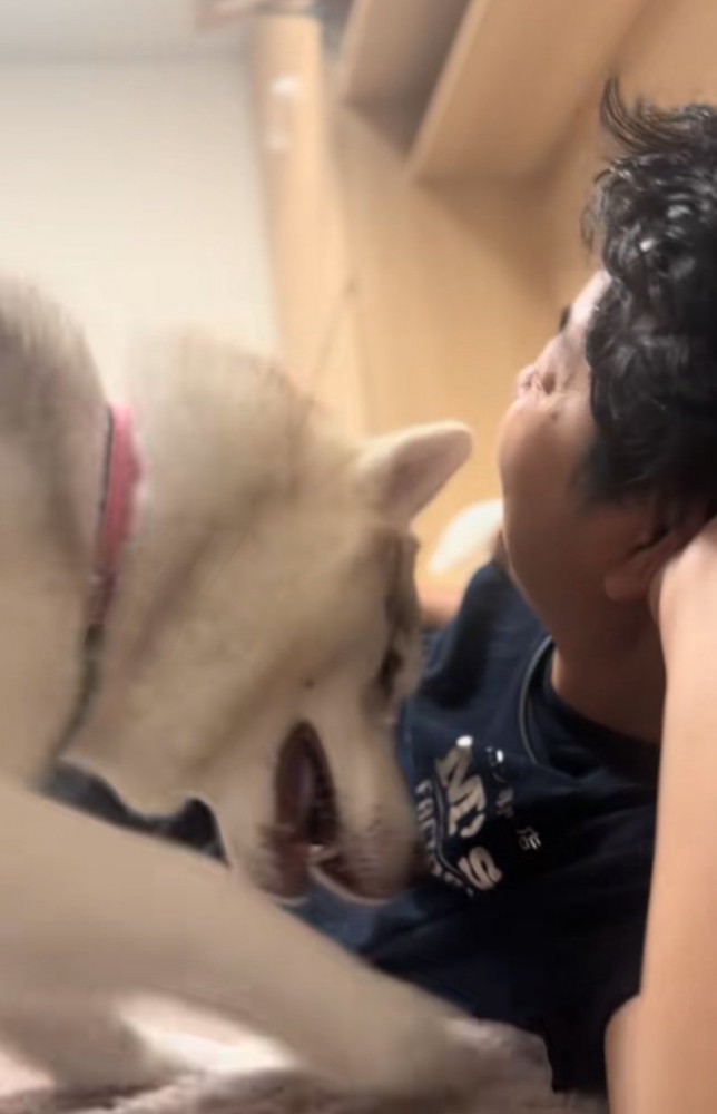 穴掘りするハスキー