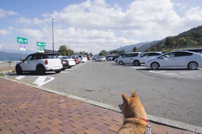 車を見る犬