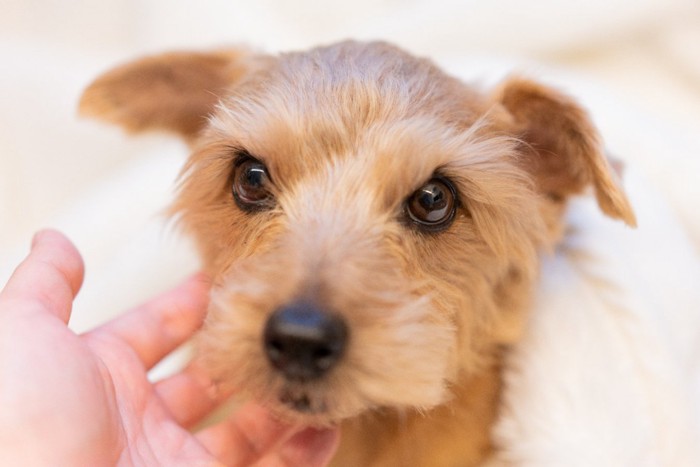 毛布に包まれる犬