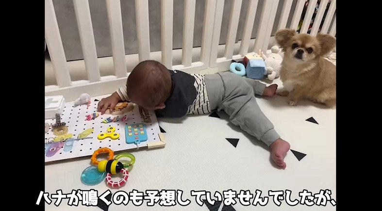 遊んでいる赤ちゃんとカメラを見つめる犬2