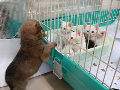 子犬と子猫・猫のケージのを覗く子犬