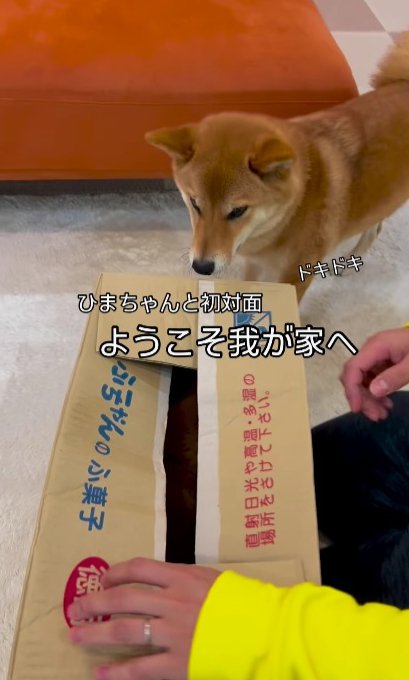 先住犬