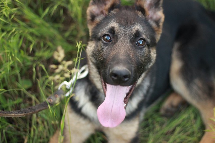 舌を出して草むらで休憩する犬