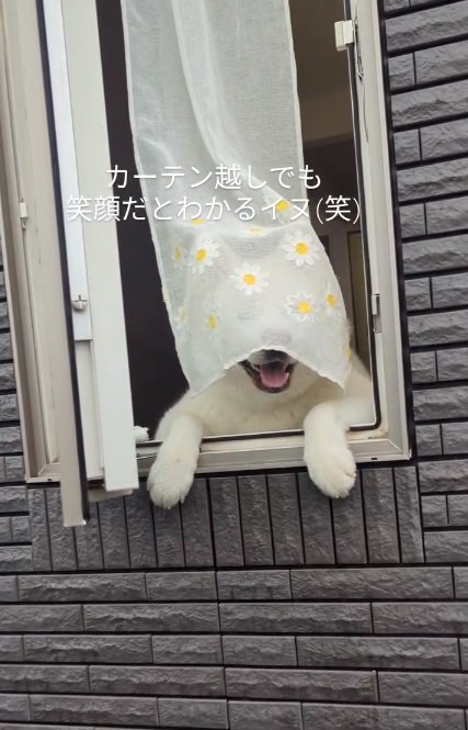 カーテン越しのこゆきちゃん