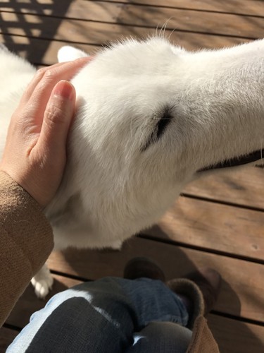 頭を撫でられている犬