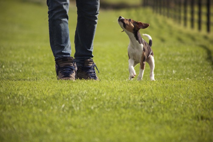 飼い主をみながら歩くビーグルの子犬