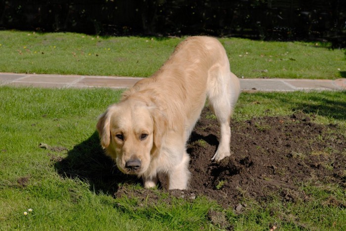 芝生の一部を掘り返した犬