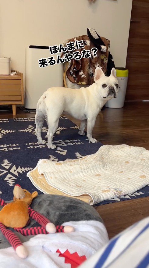 女性の方を振り向いて見つめる犬