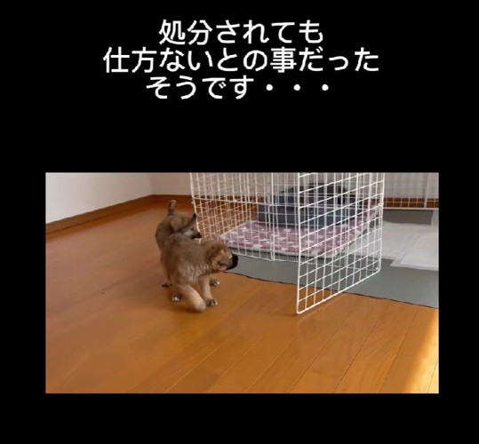 処分されても仕方ない…