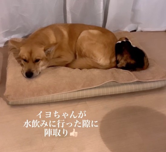 ベッドで休む犬