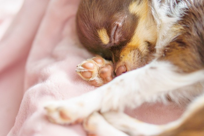 寝ている子犬