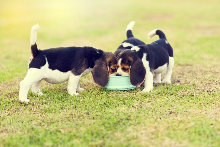 ドッグフードを食べるビーグルの子犬たち