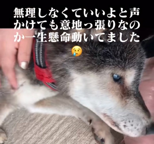 撫でられる犬