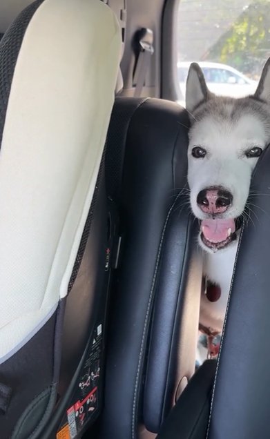 車の座席の間から顔を出すシベリアンハスキー