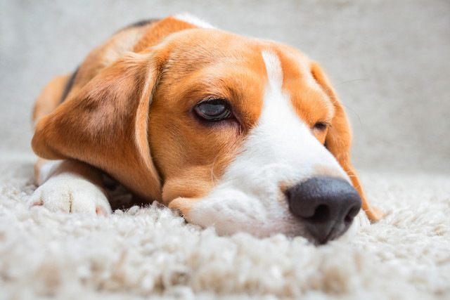 カーペットに伏せている犬