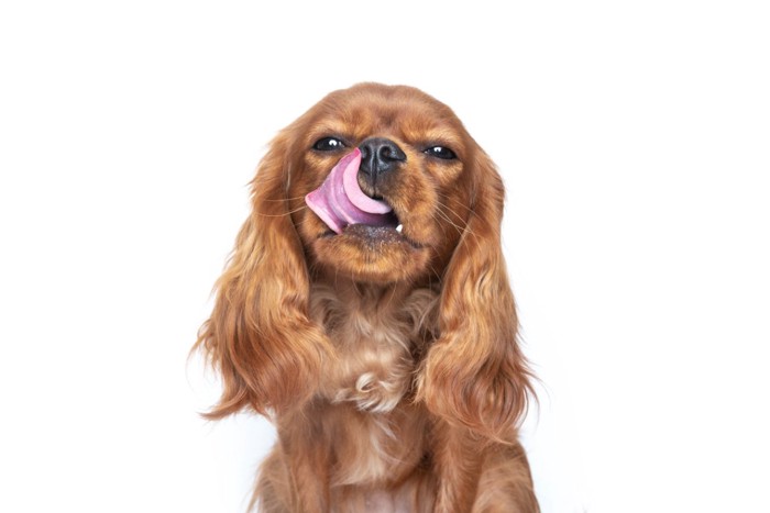 ペロリとする犬