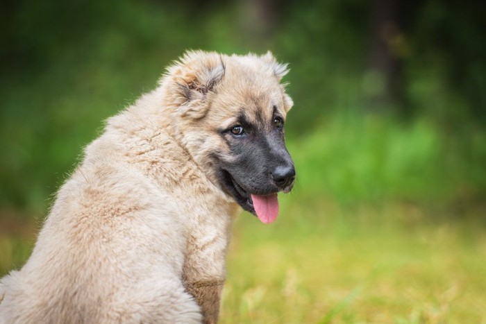 振り向く犬