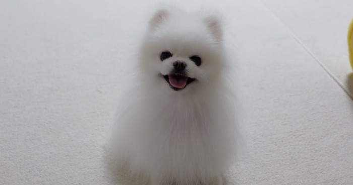 笑顔でおすわりをしながら飼い主を見つめる犬