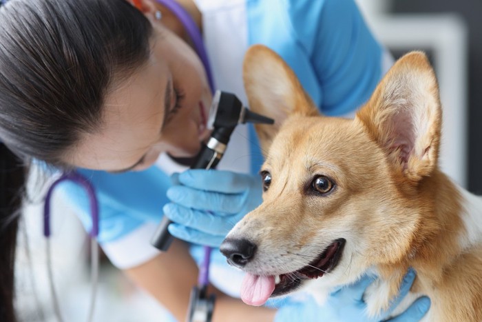 耳を診察される犬