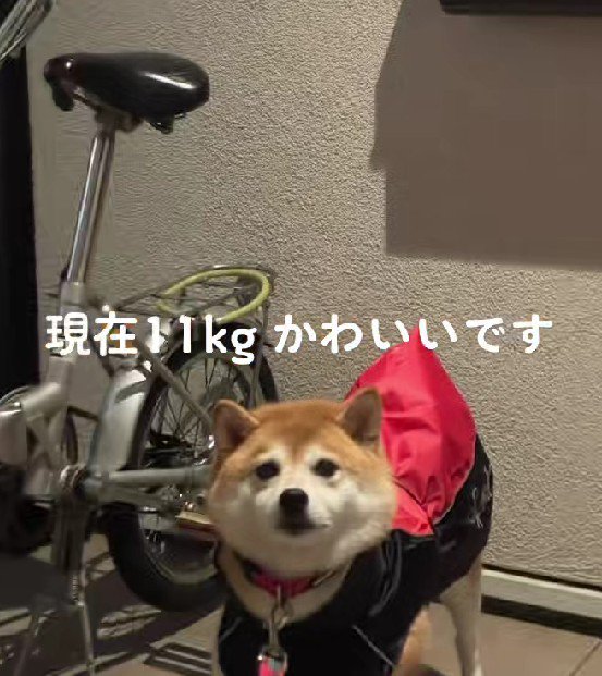 倍以上大きい