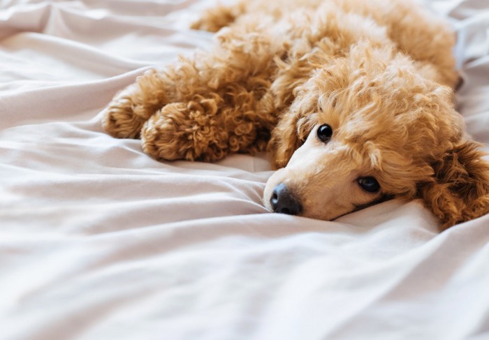 ぐったりした犬