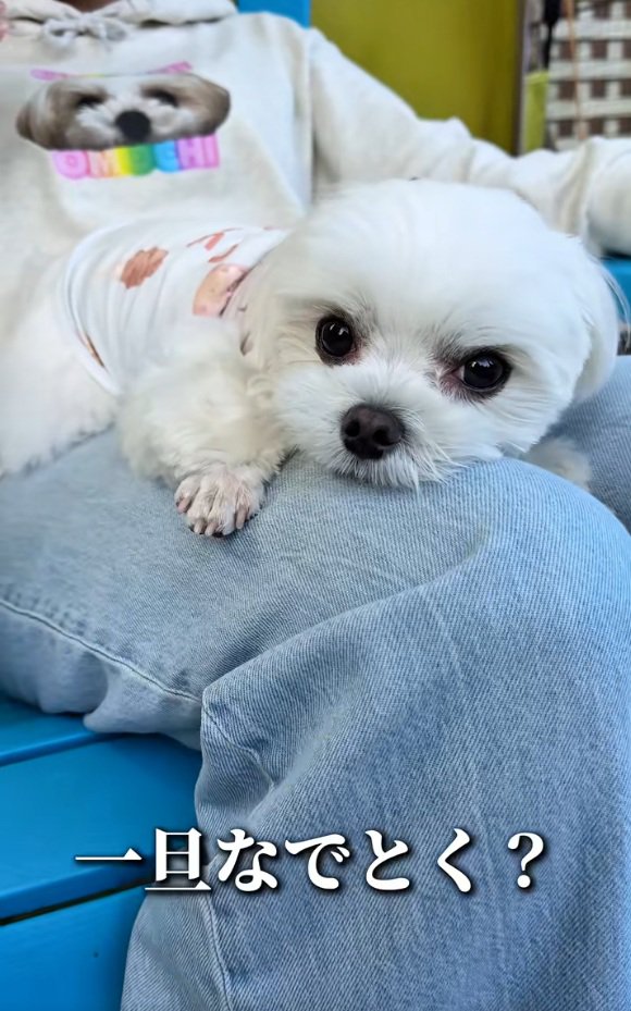 膝の上のおもちくん