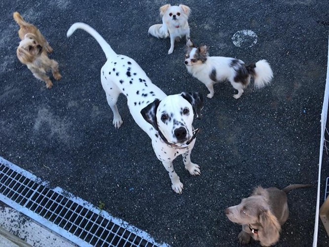 ダルメシアンと犬達