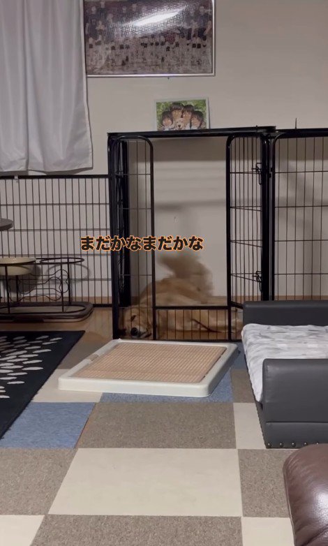 お姉ちゃん帰宅時のこむぎちゃん5