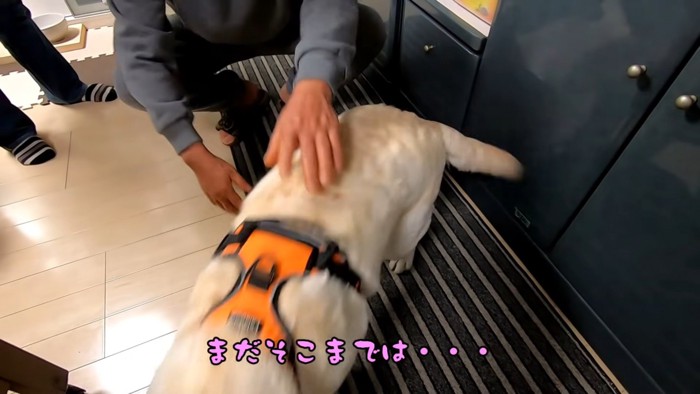 去っていく大型犬