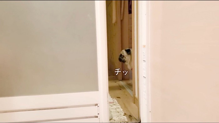 柱の陰から身を乗り出す犬