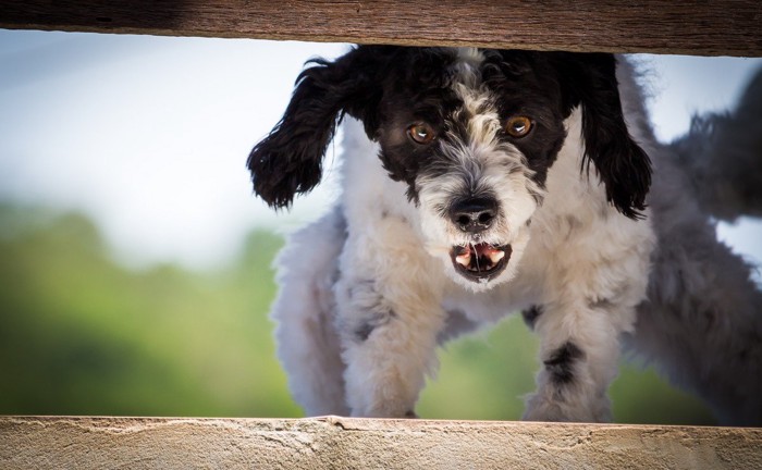 隙間から吠える白黒の犬