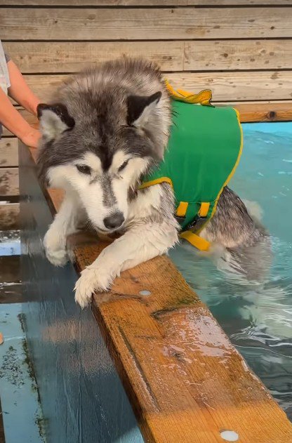 必死にプールから脱出