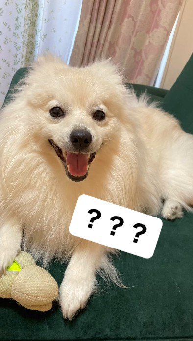 1歳を迎えたころ…