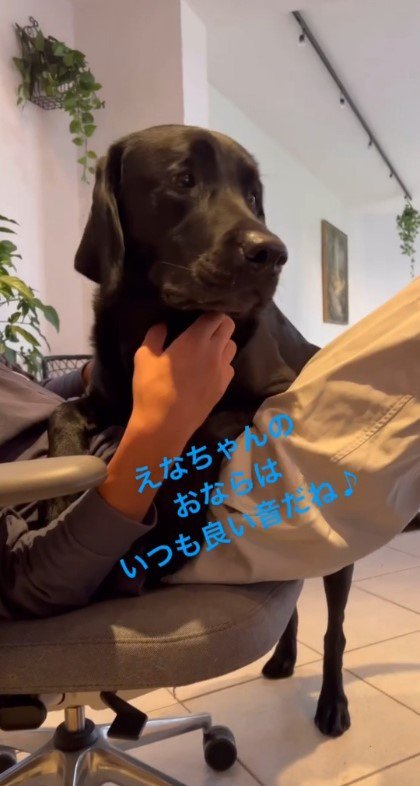 お腹の上の犬を撫でる男性1