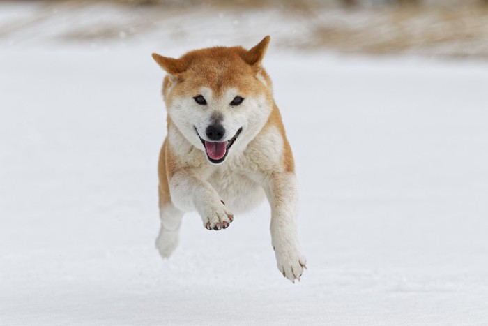 雪の中を走る犬