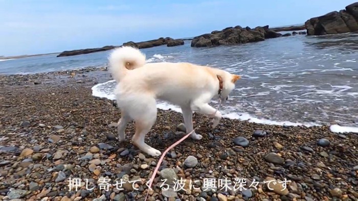 恐怖心より好奇心が上回ったご様子♪