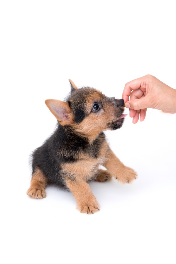 おやつをもらう犬