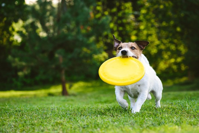 嬉しそうに駆け寄る犬