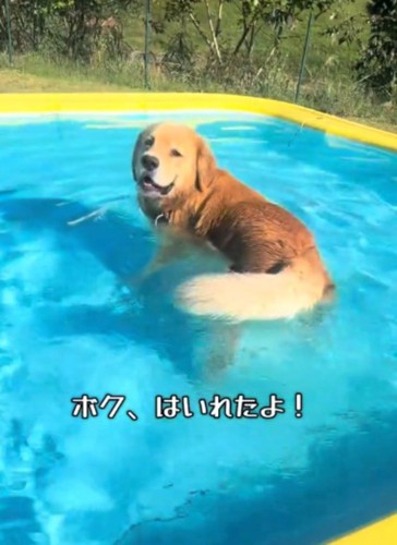 プールの中に入って笑顔で遊ぶ犬