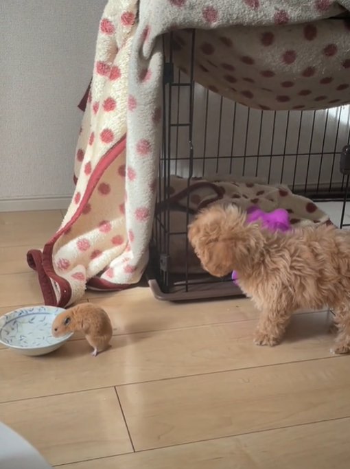 水を飲むハムスターと首を傾げる犬2