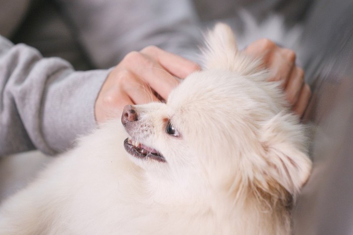 触れる人の手を威嚇する犬